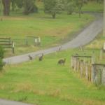 Kangaroo Valley